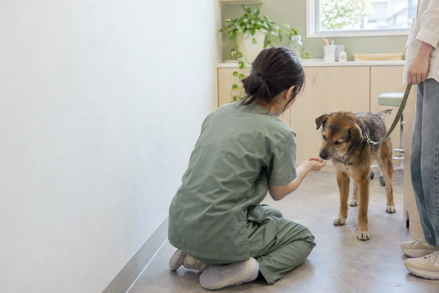床にしゃがんだ獣医師が、手のひらのおやつを犬にかがせている。後ろ姿（イメージ・見本）